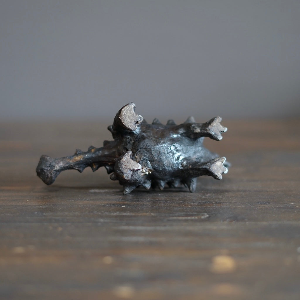 Juvenile Ankylosaurus #SY516