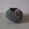Black Sea Urchin #LK545